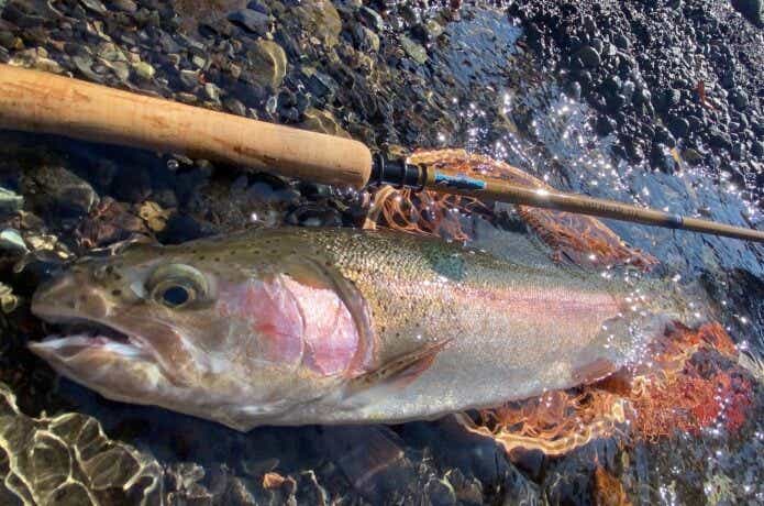 テンカラで釣ったニジマス