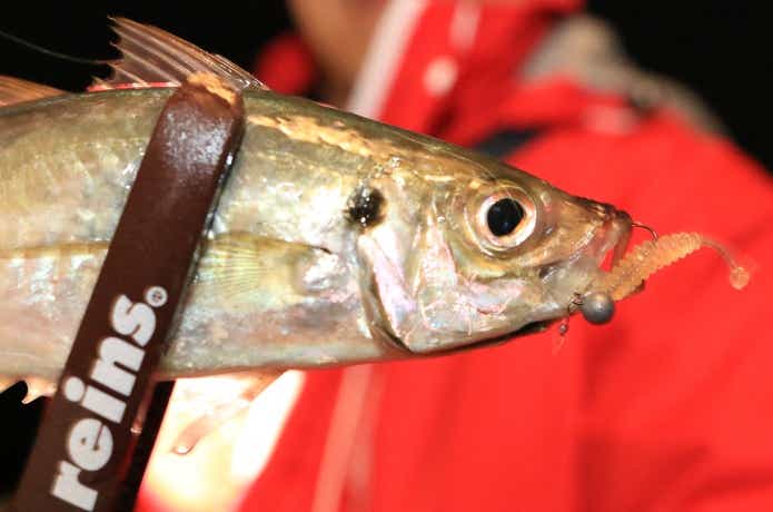 アジングで釣ったアジ