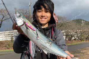 サゴシ釣果