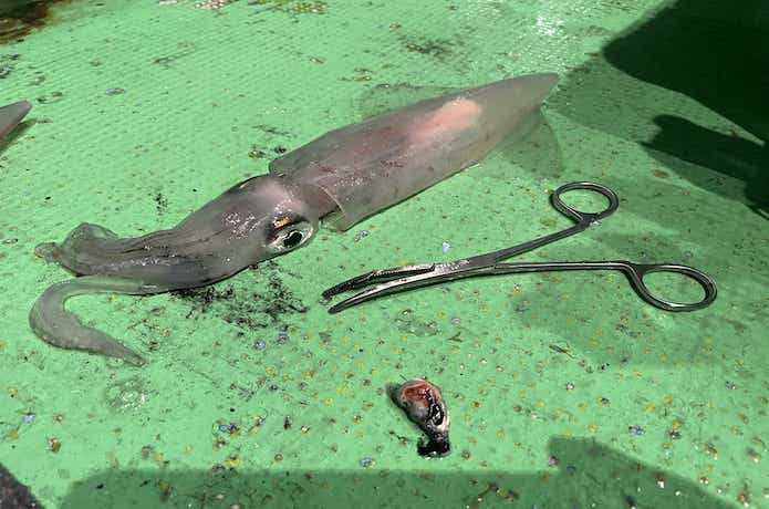 アレス ブラックジャガー漢気 墨袋キャッチャー