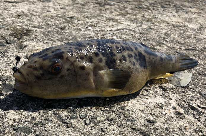 ショウサイフグの釣り方・食べ方を解説。他のフグとの見分け方も紹介し