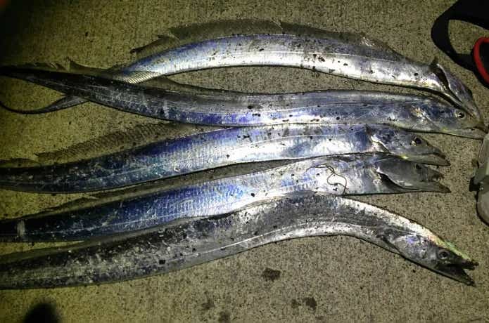 ヤマガブランクスの魚種無制限ロッド。ブルーカレント【85 / TZ