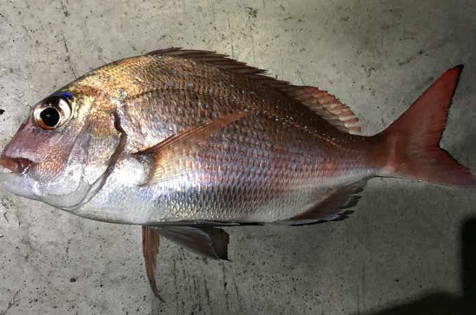 ヤマガブランクスの魚種無制限ロッド。ブルーカレント【85 / TZ