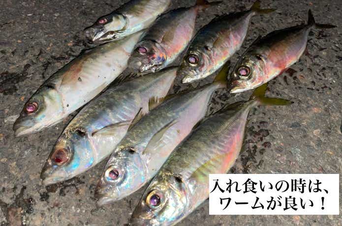 入れ食いの釣果