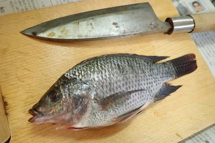 温排水 ティラピア釣り 食べる