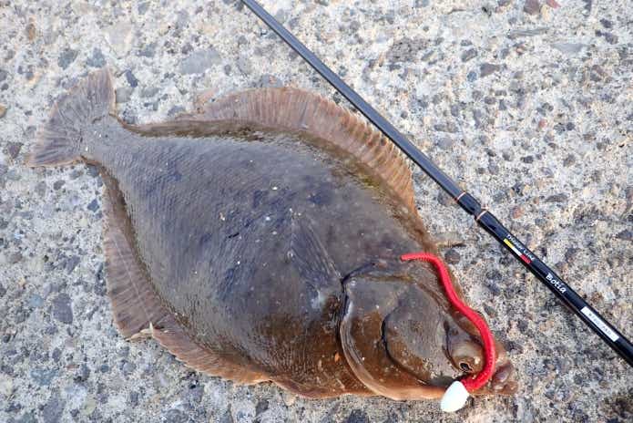 冬　堤防から釣れる魚　カレイ