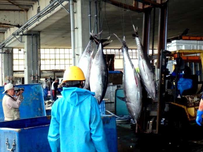 正月 食べたい魚 マグロ