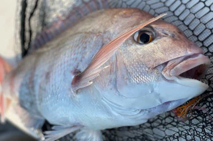 タイラバで釣った真鯛