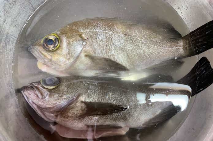 メバルを塩水に漬ける