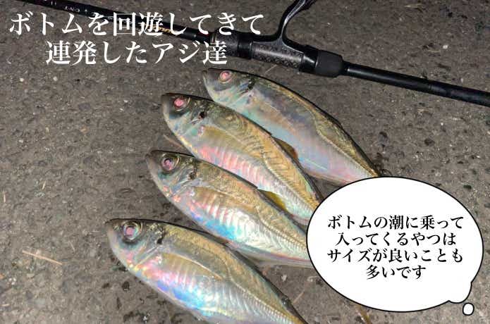 ボトム回遊したアジ