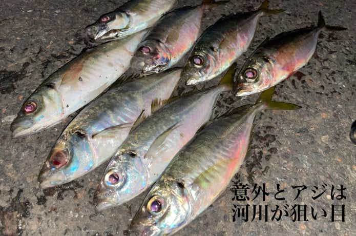 川アジングの釣果写真