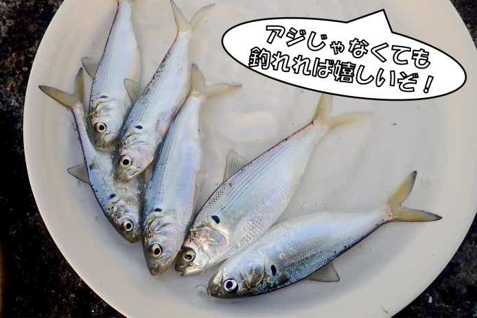 真冬　堤防で釣れる魚　コノシロ　サッパ　ウミタナゴ