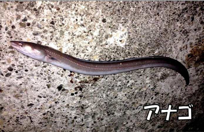 アナゴ 冬 ブッコミ釣り