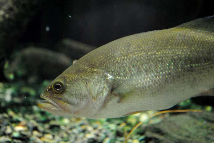 温排水 釣り ブラックバス