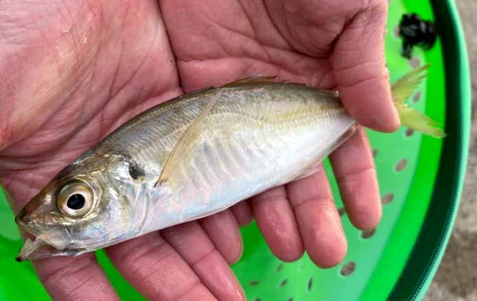 冬の堤防で釣れる　アジ