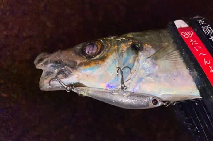 アジプラッキングの釣果