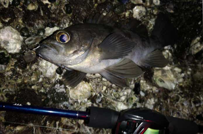 メバルの釣果