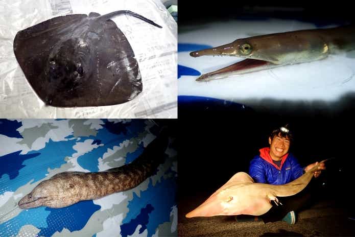 冬 ブッコミ ターゲット 怪魚