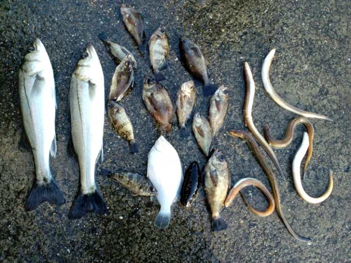 温排水 魚種無制限