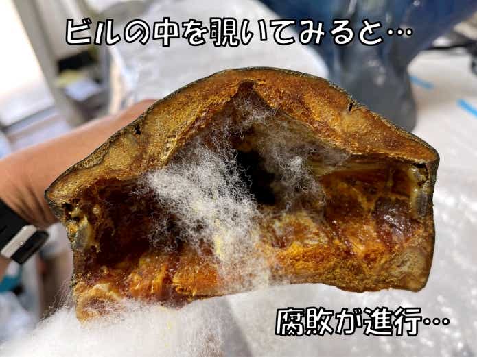 魚　剥製　失敗