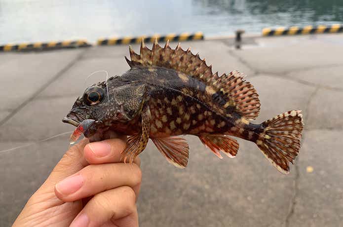 カサゴ釣り