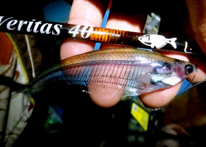 パニックサビキで釣った小魚・珍魚