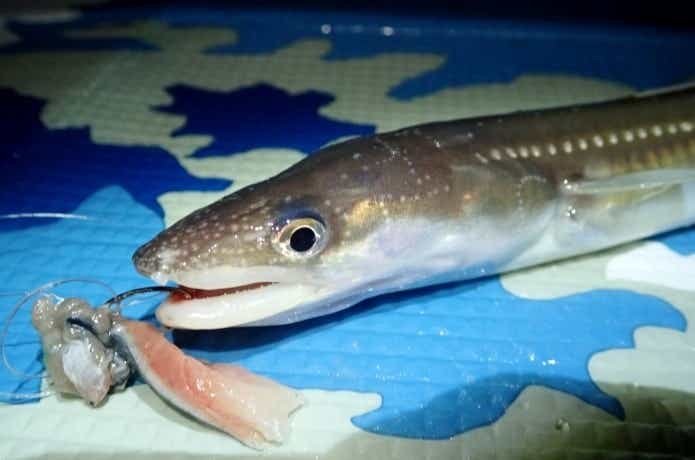 アナゴの釣り方コツとよく釣れる餌｜目打ち不要で〇〇を使うと簡単に捌けます | TSURI HACK[釣りハック]