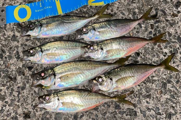 アジの釣果
