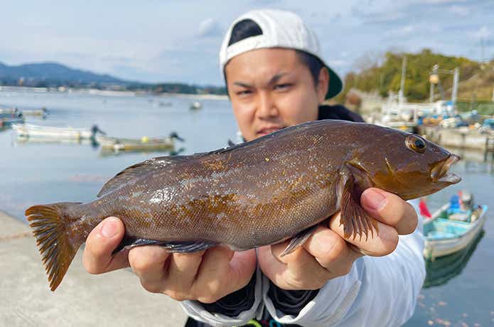 お魚ガブッちょとアイナメ
