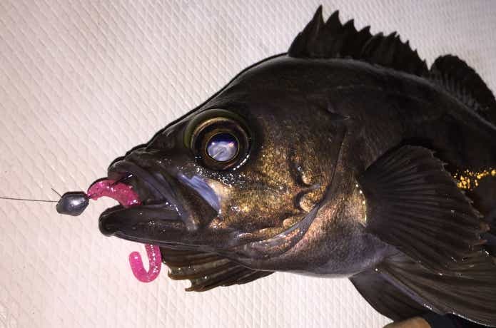 マゴバチで釣ったメバル