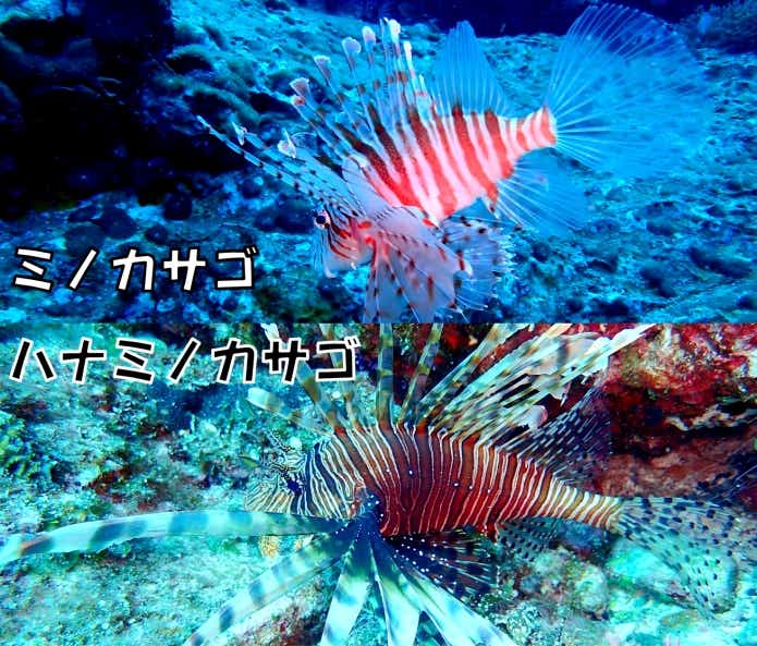 ミノカサゴ　ハナミノカサゴ　見分け方