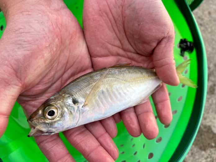 パニックサビキで釣ったアジ