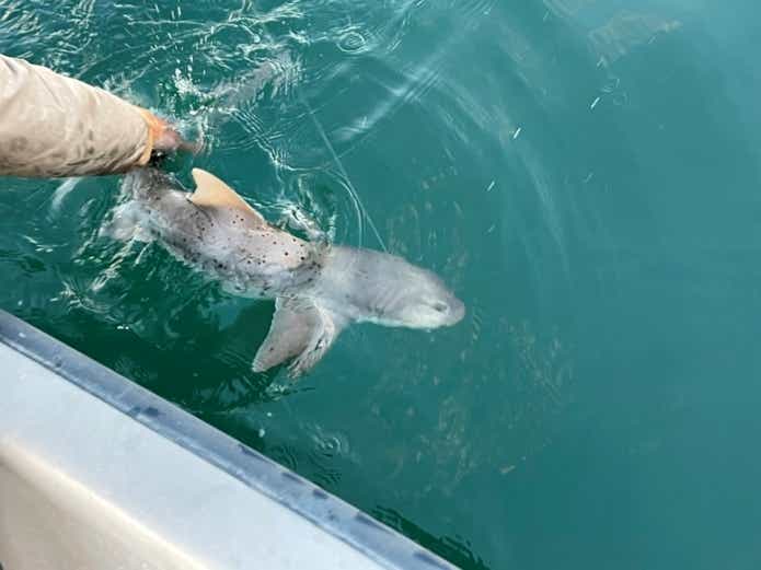 ベイシャーク ドチザメ 東京湾 釣り