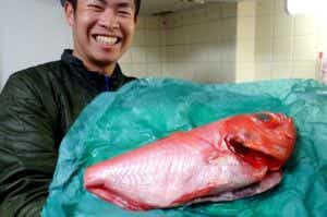 グリーンパーチ紙を使って魚を熟成させる