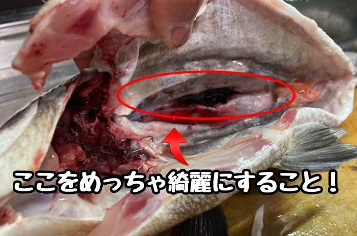 黒鯛の血合い