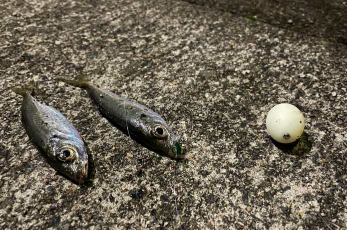 船メバルサビキで釣ったアジ