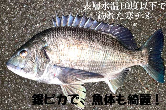 寒チヌ
