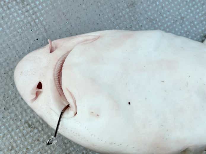 サメ釣り 東京湾