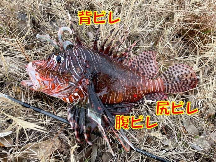ミノカサゴ　毒