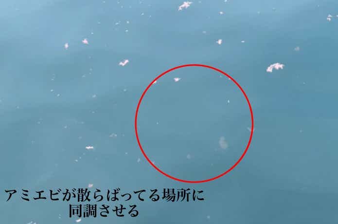 ワームとアミエビ
