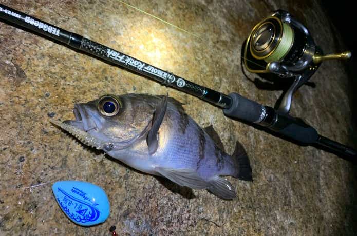 リヴァーチ1.6inで釣ったメバル