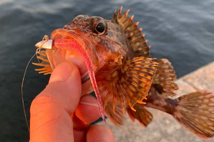 デカキビナーゴで釣ったカサゴ