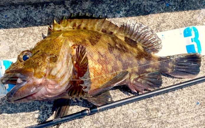 穴釣りで釣ったカサゴ