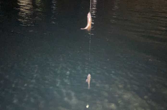 船メバルサビキで釣ったメバル