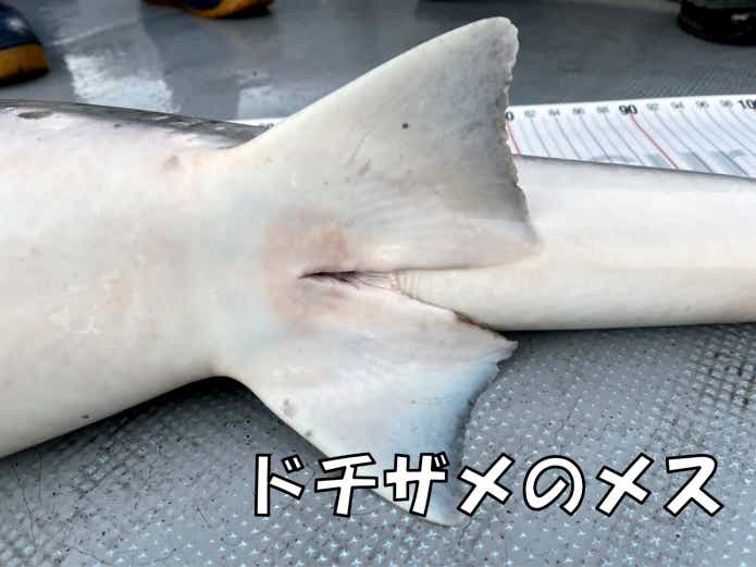 ドチザメ メス リリース