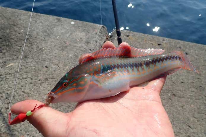 穴釣りで釣ったベラ