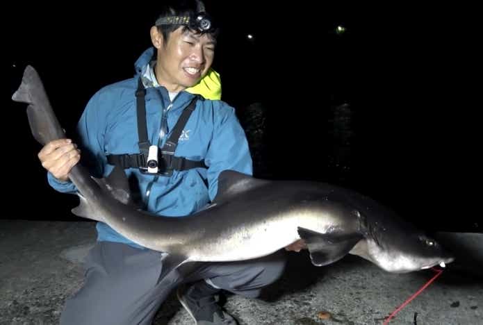 伊豆 ドチザメ 釣り