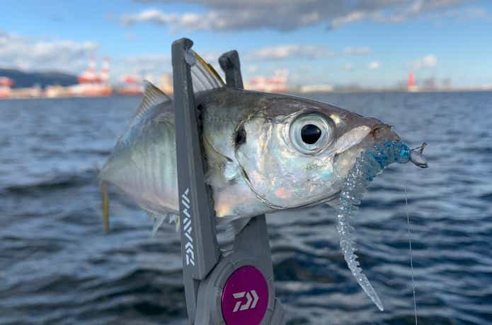 リヴァーチ2.6inで釣ったアジ