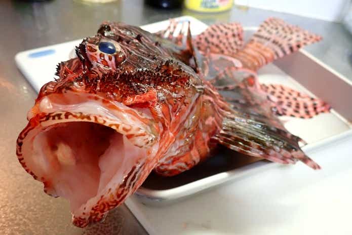 ミノカサゴ　死んでも　毒　残る