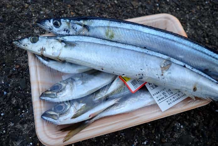 ドチザメ釣り エサ